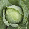 Golden Acre Cabbage -Certified Organic-