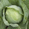 Golden Acre Cabbage...