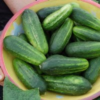 Little Leaf Cucumber