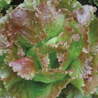 Magenta Lettuce - Certified Organic 