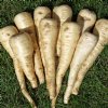 Halblange Parsnip - Certified Organic