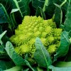 Veronica Romanesco ...