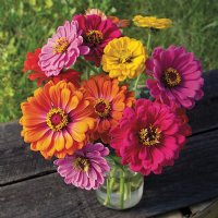 County Fair Blend Zinnias -Certified Organic