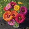 County Fair Blend Zinnias -Certified Organic