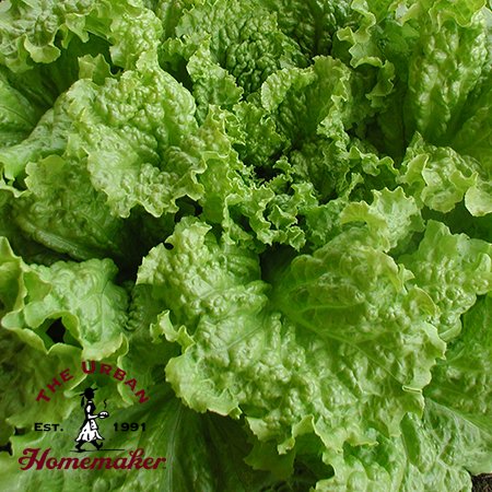 Black Seeded Simpson Lettuce - Certified Organic - NON GMO