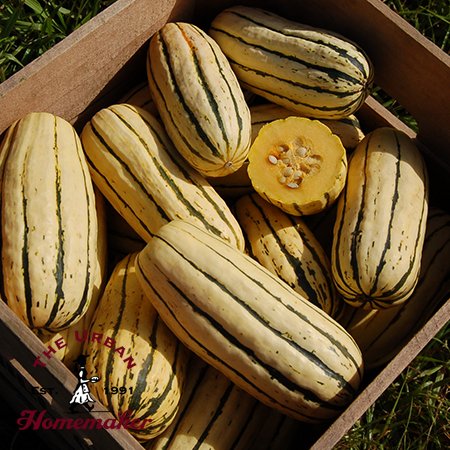 Delicata Winter Squash - Certified Organic
