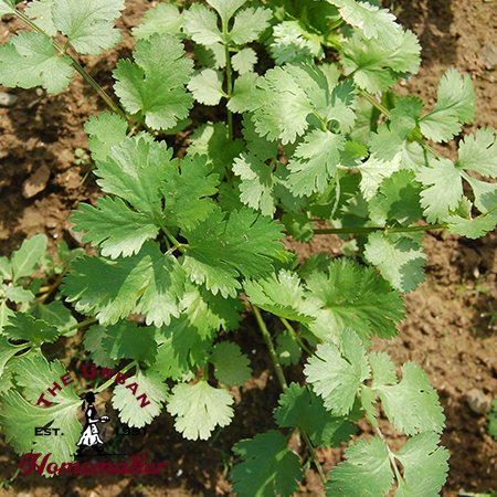 Santo Cilantro - Certified Organic