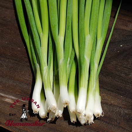 Parade Bunching Onion - Certified Organic