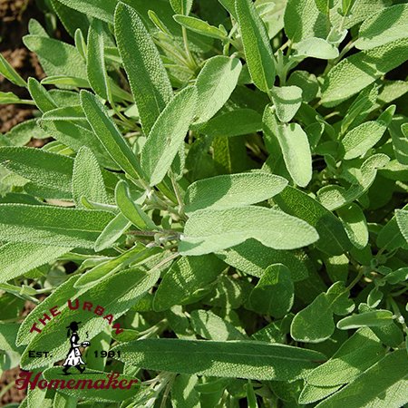 Common Sage -Certified Organic-NON GMO