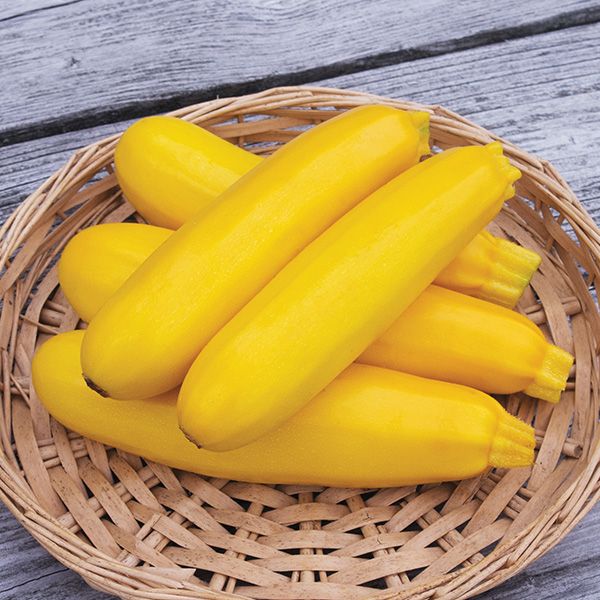 Yellowfin Zucchini - Certified Organic
