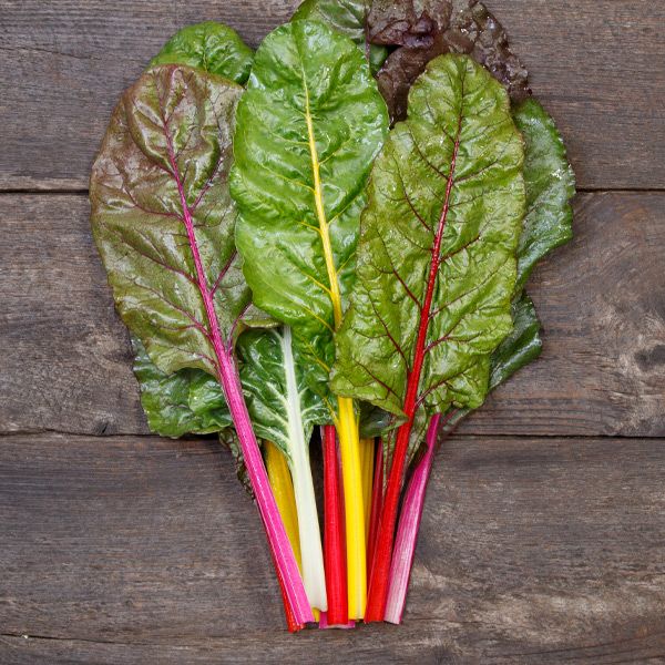 Peacock Blend Chard