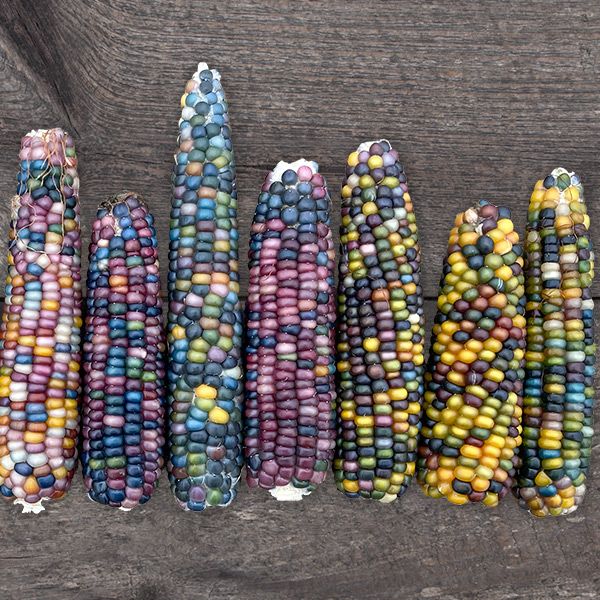 glass Gem Corn