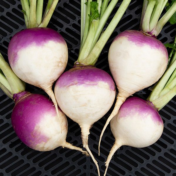 Purple Top White Globe Turnip - Certified Organic