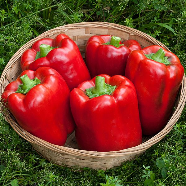 California Wonder Sweet Pepper - Certified Organic