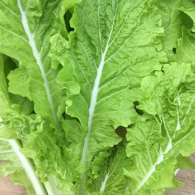 Tokyo Bekana -Certified Organic