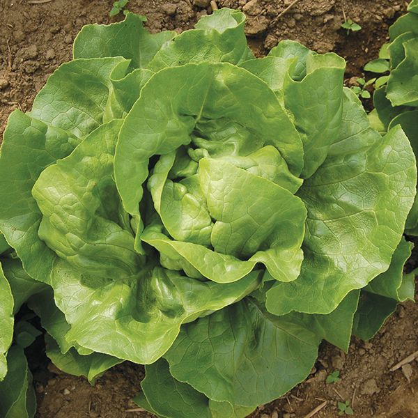 Optima Butterhead Lettuce - Certified Organic