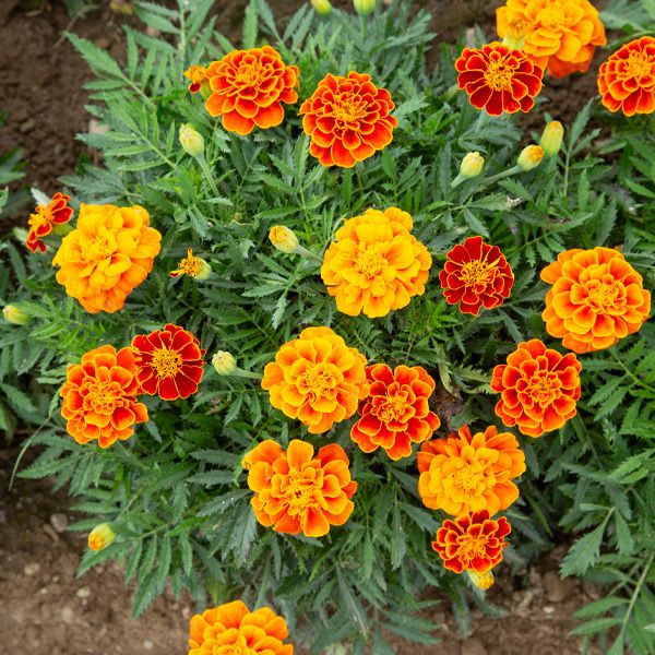 Queen Sophie Marigold - Certified Organic