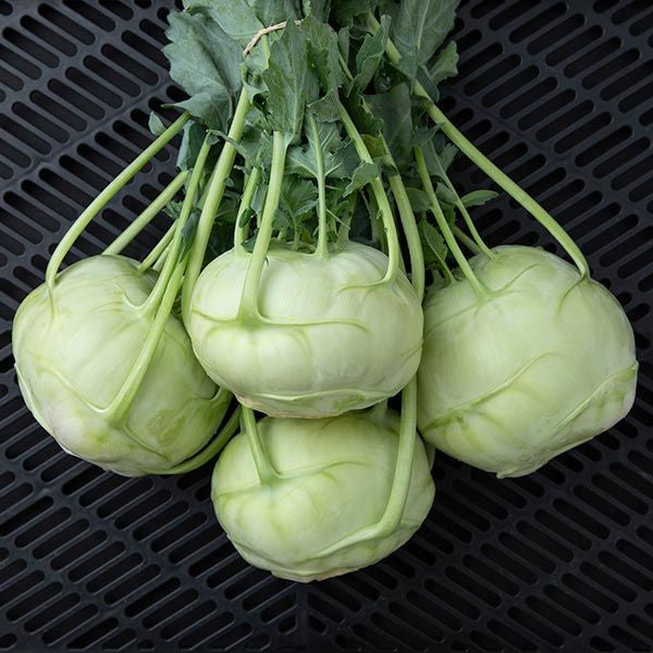 Trero Kohlrabi - Certified Organic
