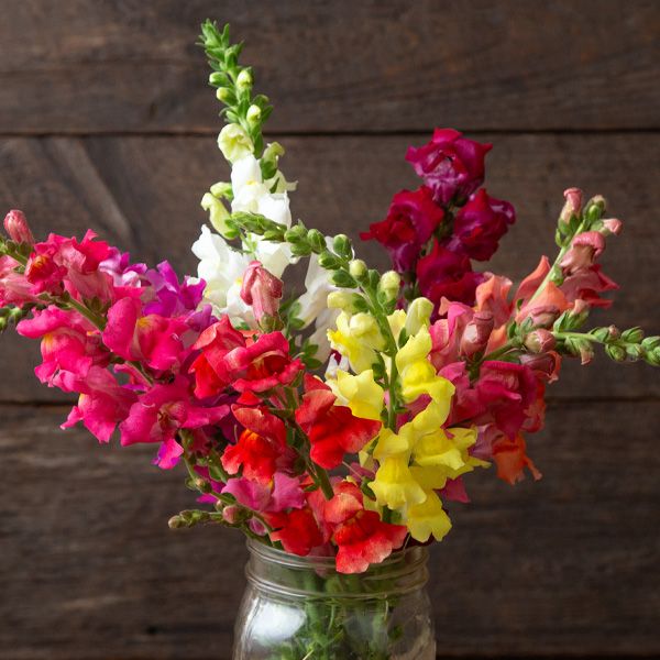 Bertrand’s Giant Mix Snapdragon - Certified Organic