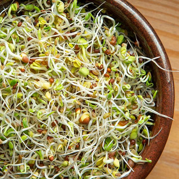 Spring Salad Sprouting Seed Mix