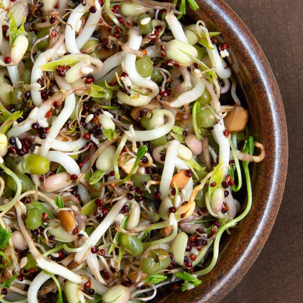 Salad  Bowl Blend Sprouting Seed Mix