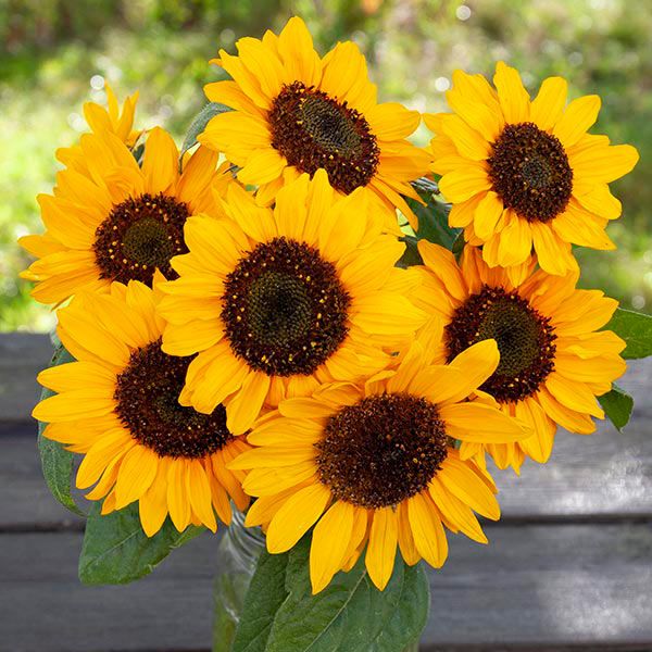 Hella Sonnenblume Sunflower - Certified Organic