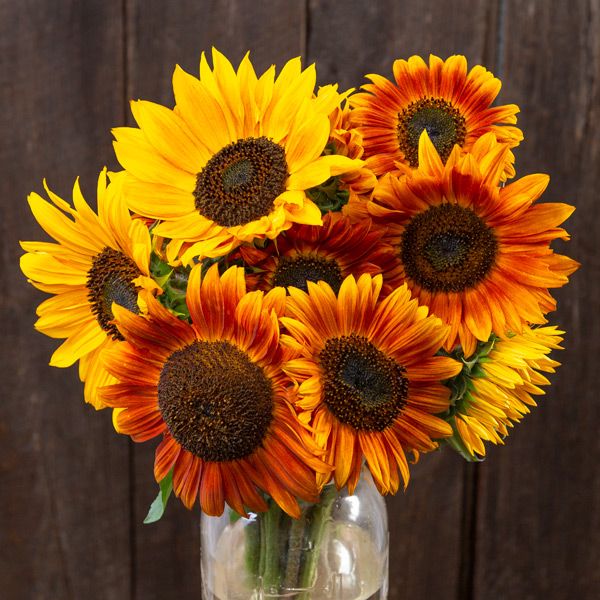 Autumn Beauty Sunflower Blend - Certified Organic
