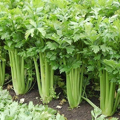 Tango Celery - Certified Organic