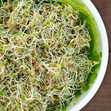 Red Clover Organic Sprouting Seeds