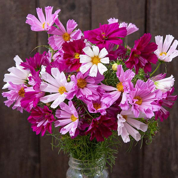 Sea Shells Blend Cosmos - Certified Organic