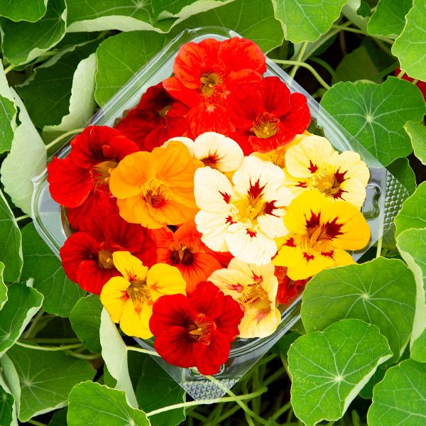Dwarf Jewel Blend Nasturtium - Certified Organic