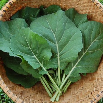 Champion Collard Greens - Certified Organic - NON GMO