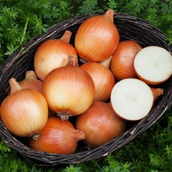 Cortland Onion - Certified Organic - NON GMO