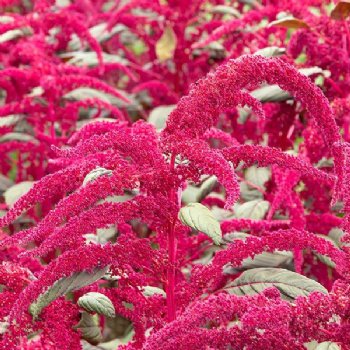 Garnet Red Amaranth