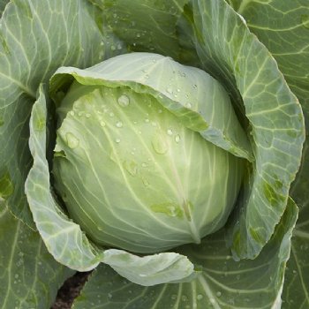 Golden Acre Cabbage -Certified Organic-