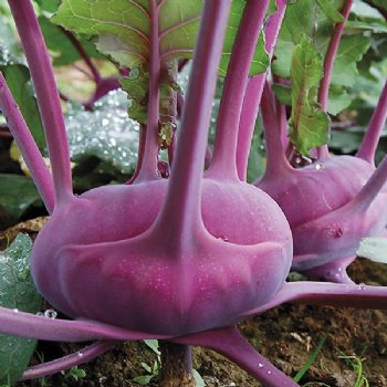 Azur Star Kohlrabi