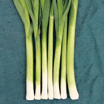 Alto Leek - Certified Organic - NON GMO