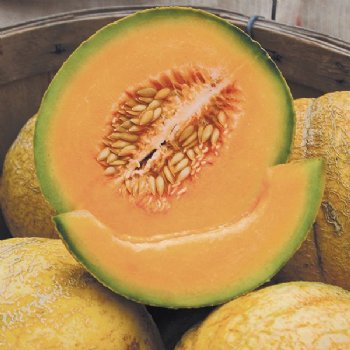 PMR Delicious 51 Melon - Certified Organic