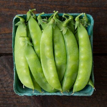 Blizzard Snow Pea