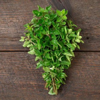 Greek Oregano