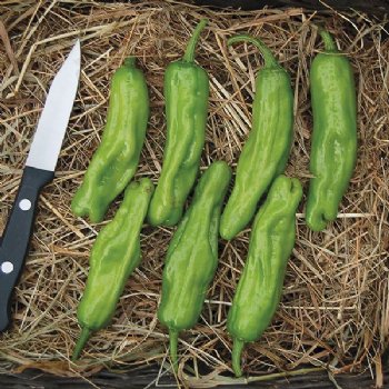 Shishito Pepper - Certified Organic