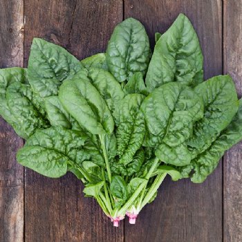 Bloomsdale Long Standing Spinach