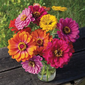 County Fair Blend Zinnias -Certified Organic