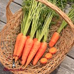 Negovia Carrot - Certified Organic