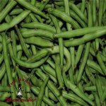 Maxibel Haricot Vert Bush Bean - Certified Organic