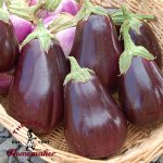 Black Beauty Eggplant - Certified Organic