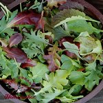 Mesclun Blend - Certified Organic