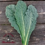 Lacinato Dinosaur Kale - Certified Organic