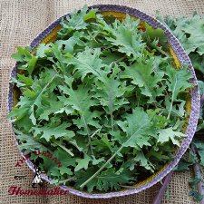 Red Russian Kale - Certified Organic