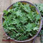 Red Russian Kale - Certified Organic